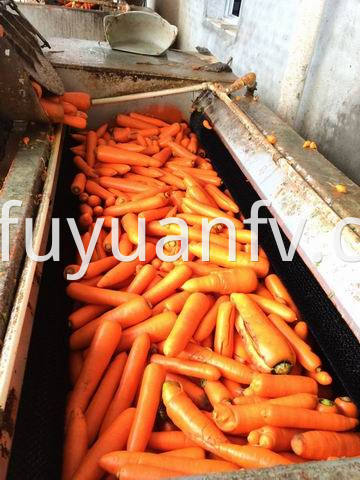 xiamen carrot 